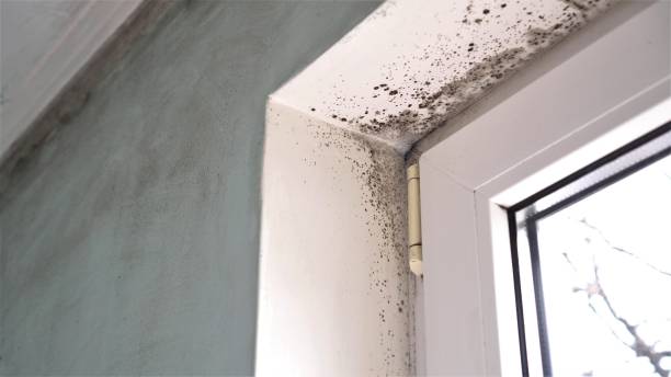 Best Same-Day Mold Removal  in Barron, WI