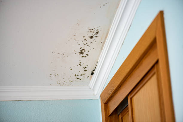 Best Mold Testing  in Barron, WI