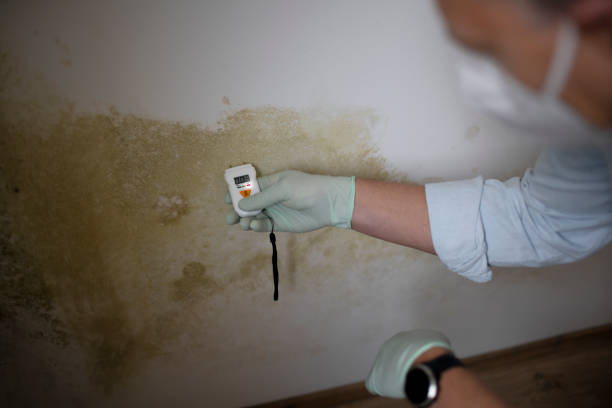 Best Residential Mold Removal  in Barron, WI