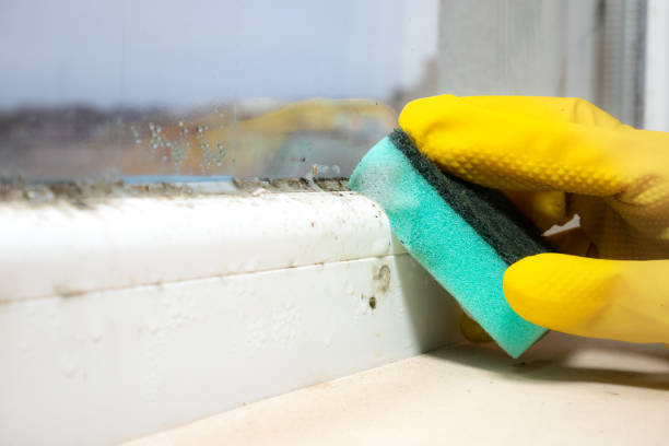 Best Crawl Space Mold Removal  in Barron, WI