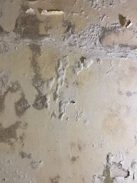 Best Mold Removal Near Me  in Barron, WI