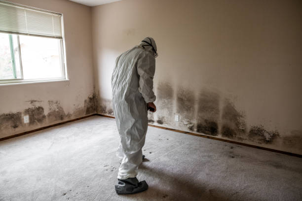 Best Commercial Mold Removal  in Barron, WI