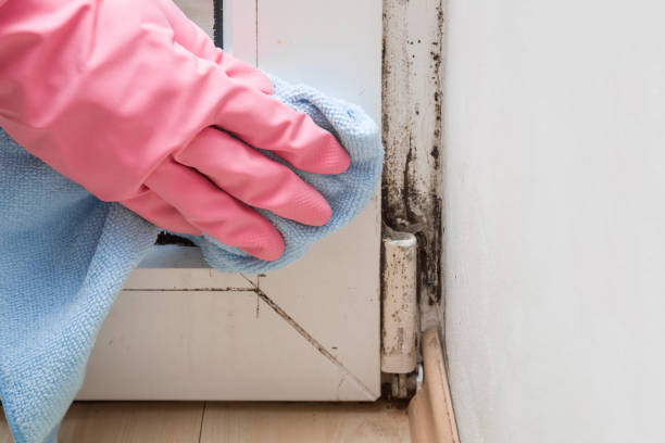 Best Mold Removal Near Me  in Barron, WI