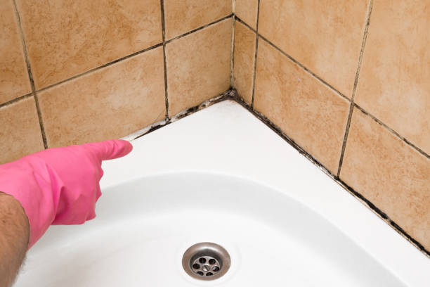Best Affordable Mold Removal  in Barron, WI